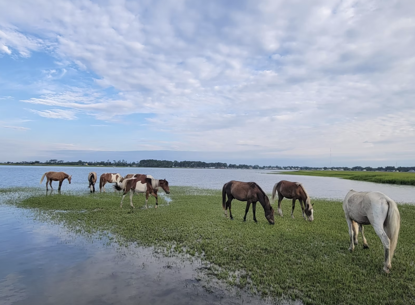 Things To Do Riptide Pony Tours